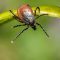 Insects