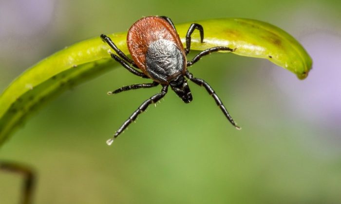 Insects