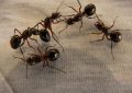 Ants
