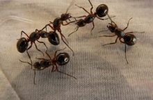 Ants