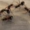 Ants