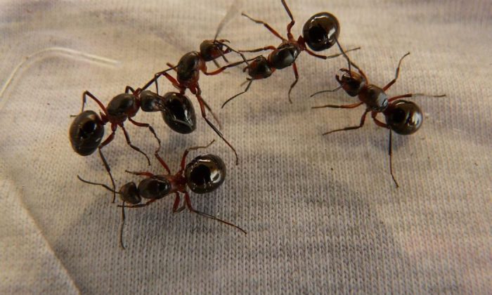 Ants