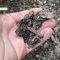 Mulching