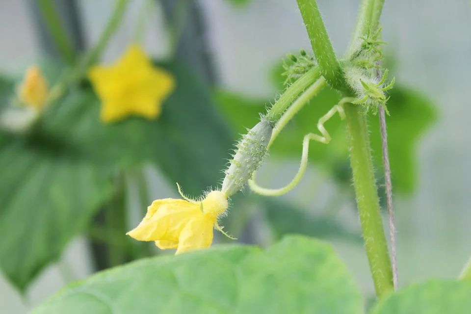 Cucumbers