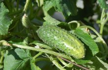 Cucumbers