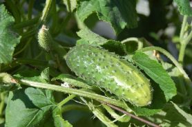Cucumbers