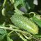 Cucumbers