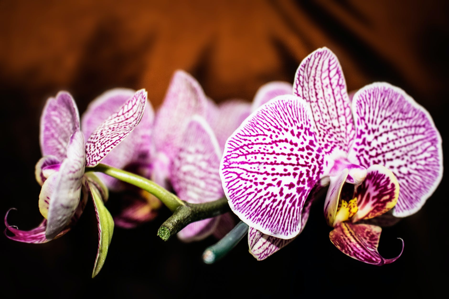 Orchids