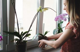 Orchids