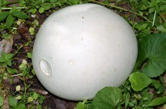 Puffball