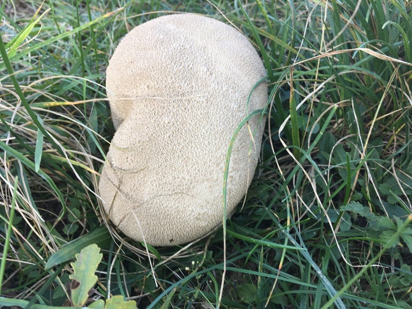 Puffball