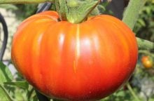 Tomatoes