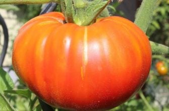 Tomatoes
