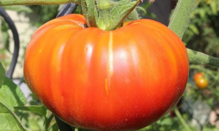 Tomatoes