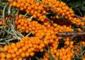 Sea buckthorn