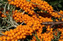 Sea buckthorn