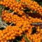 Sea buckthorn