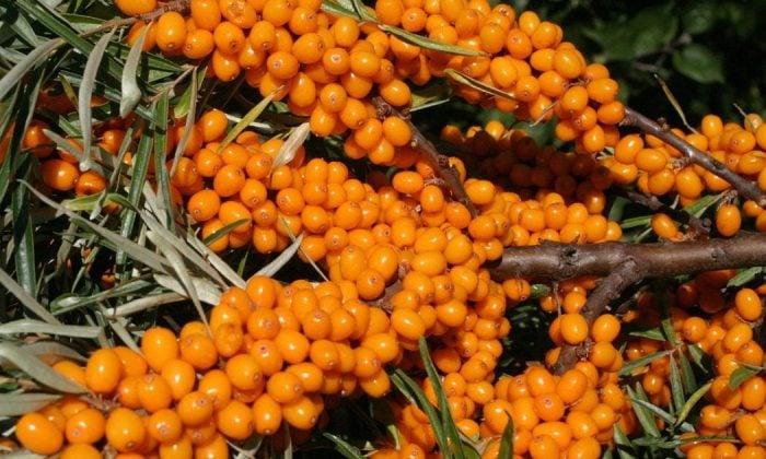 Sea buckthorn