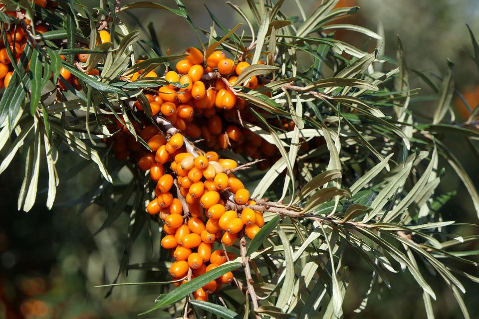 Sea buckthorn 