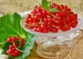 Red currant