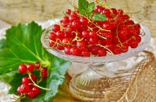 Red currant
