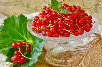 Red currant