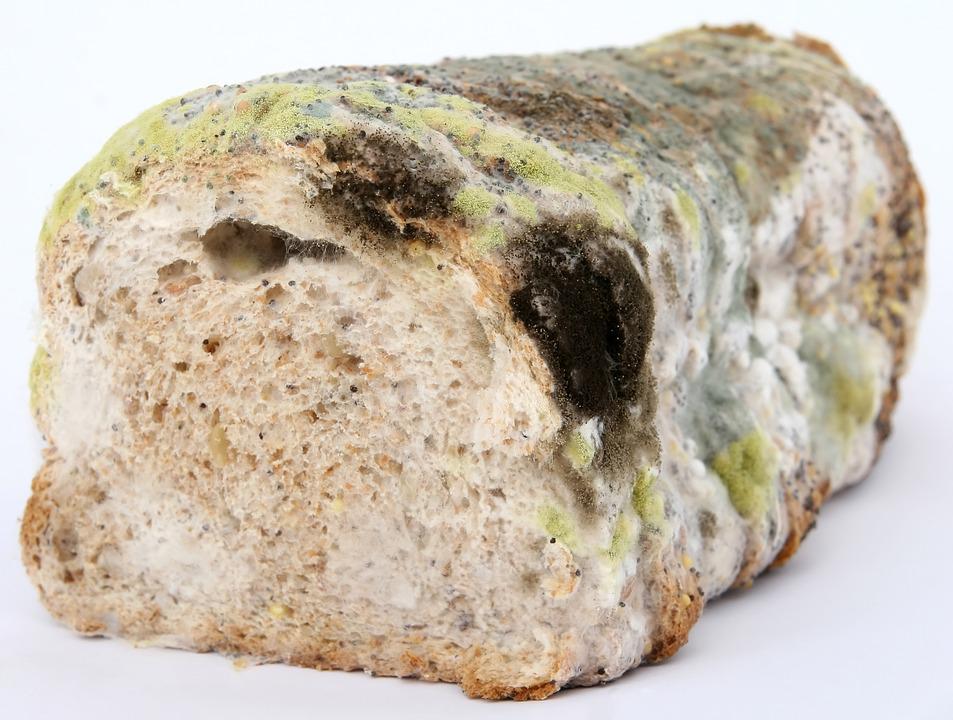 Bread
