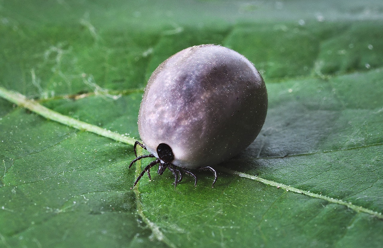 Insects