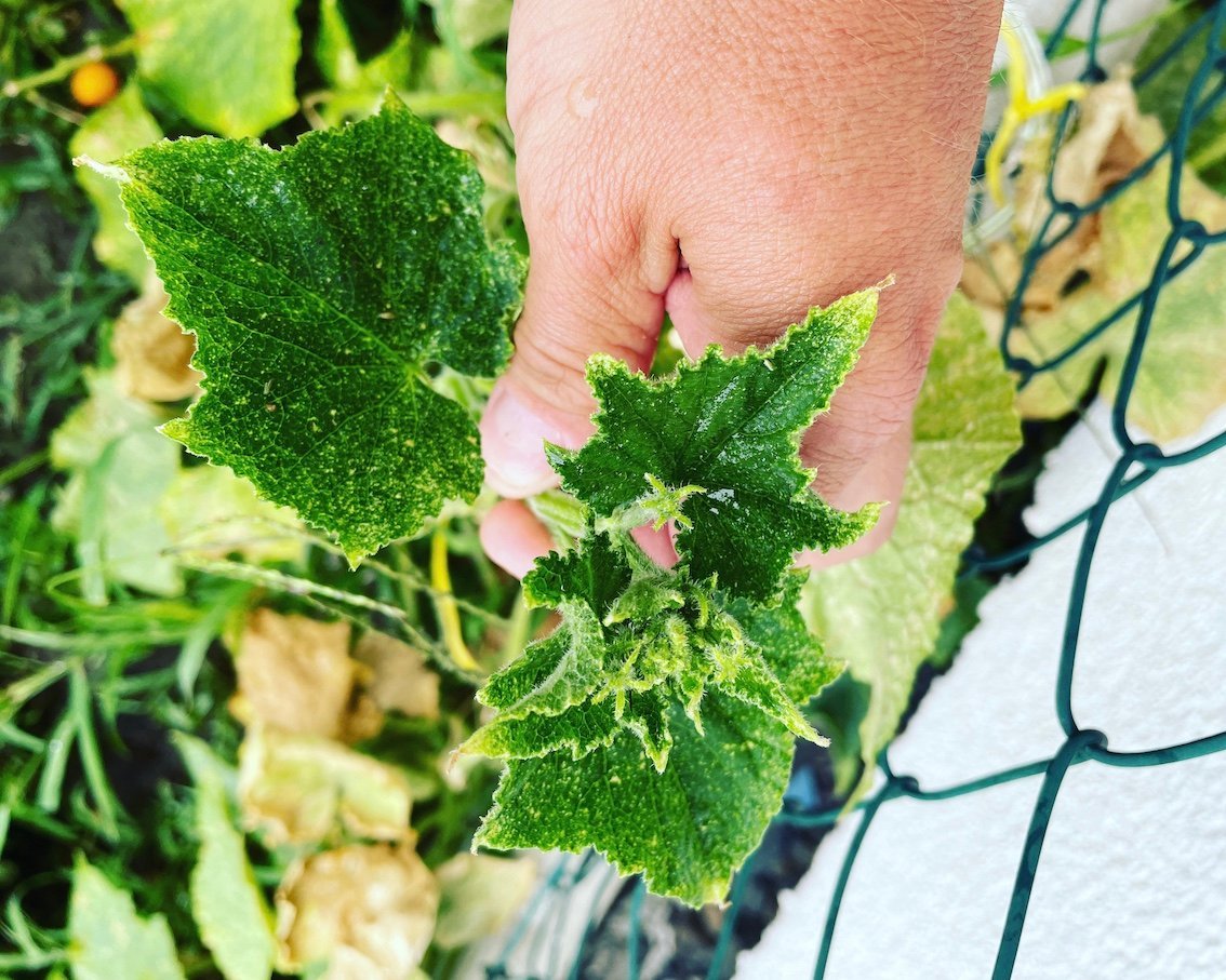 Cucumbers