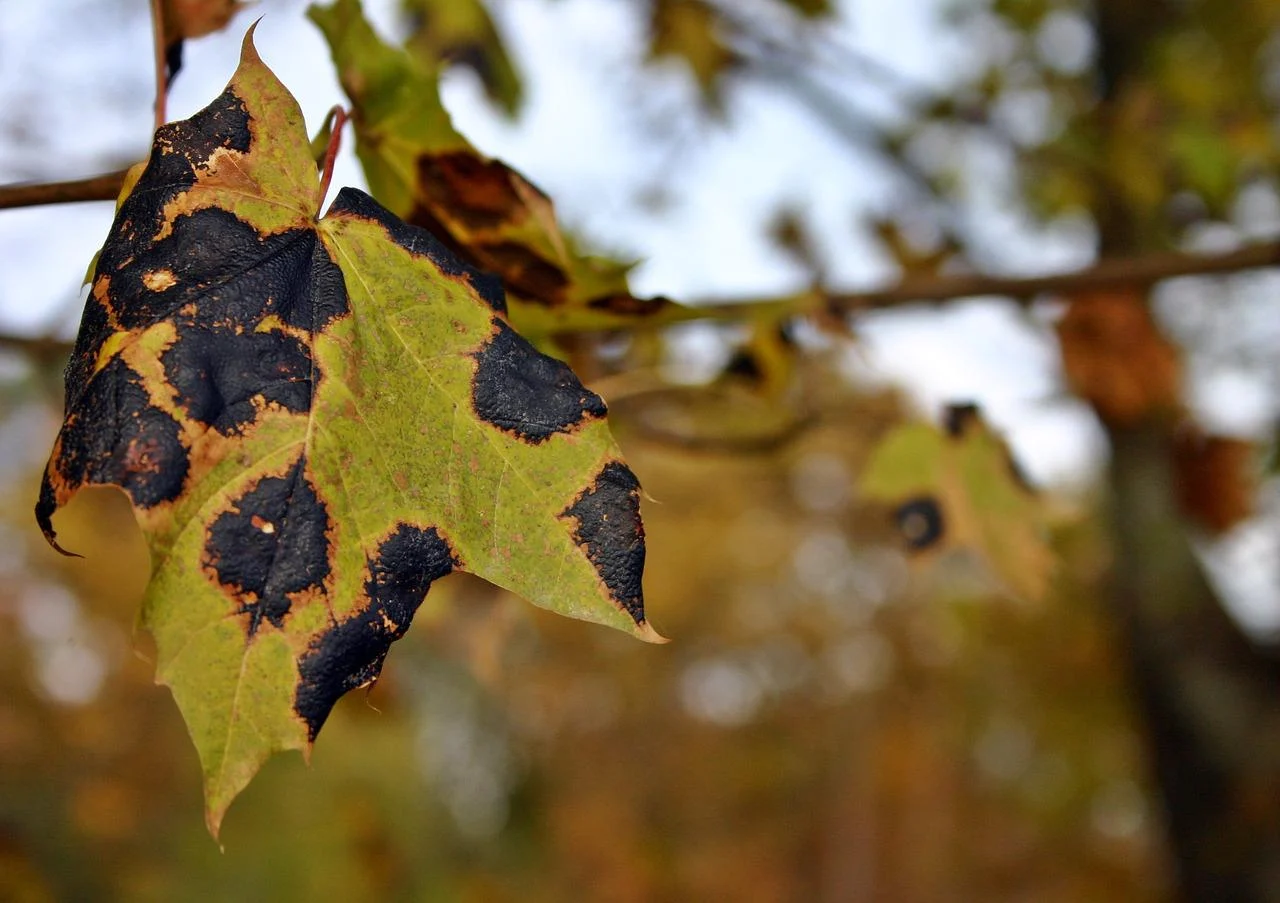 Leaves