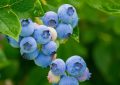 Blueberries