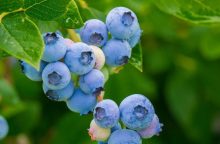 Blueberries