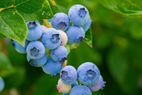 Blueberries