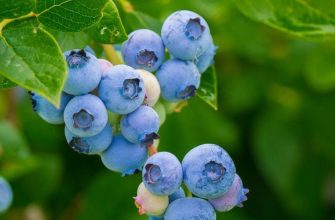 Blueberries