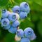 Blueberries
