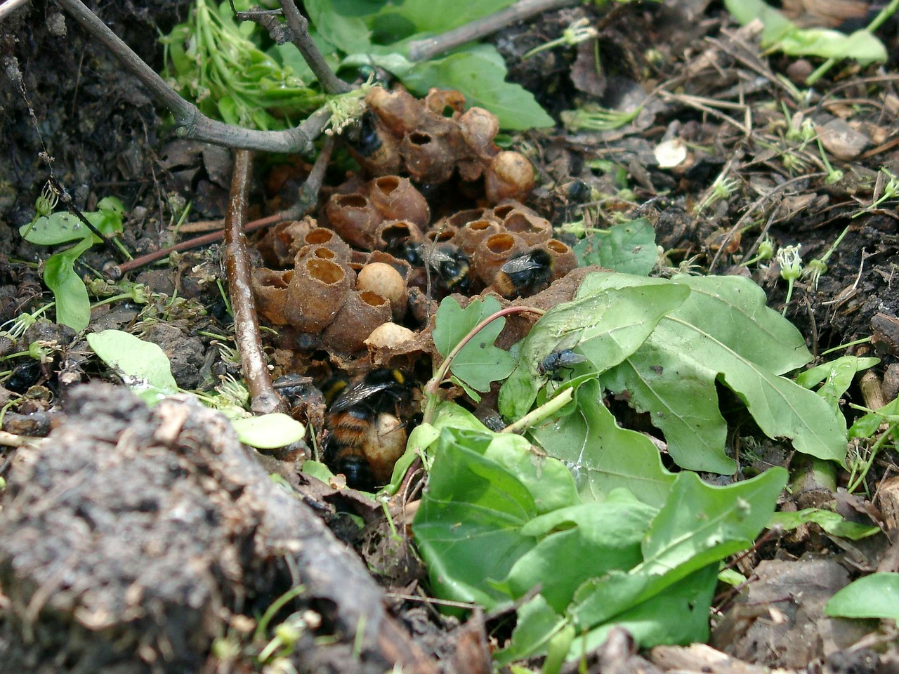 Bumblebees