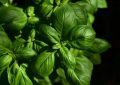 Basil
