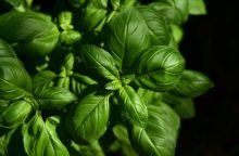 Basil