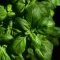 Basil