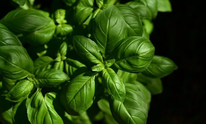 Basil
