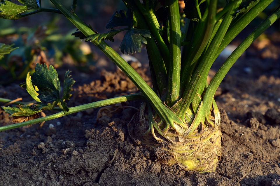 Celery sticks