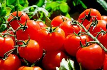 Tomatoes