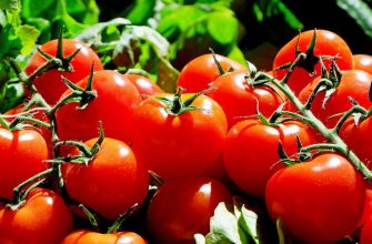 Tomatoes