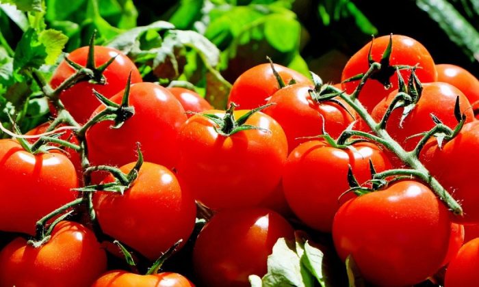 Tomatoes