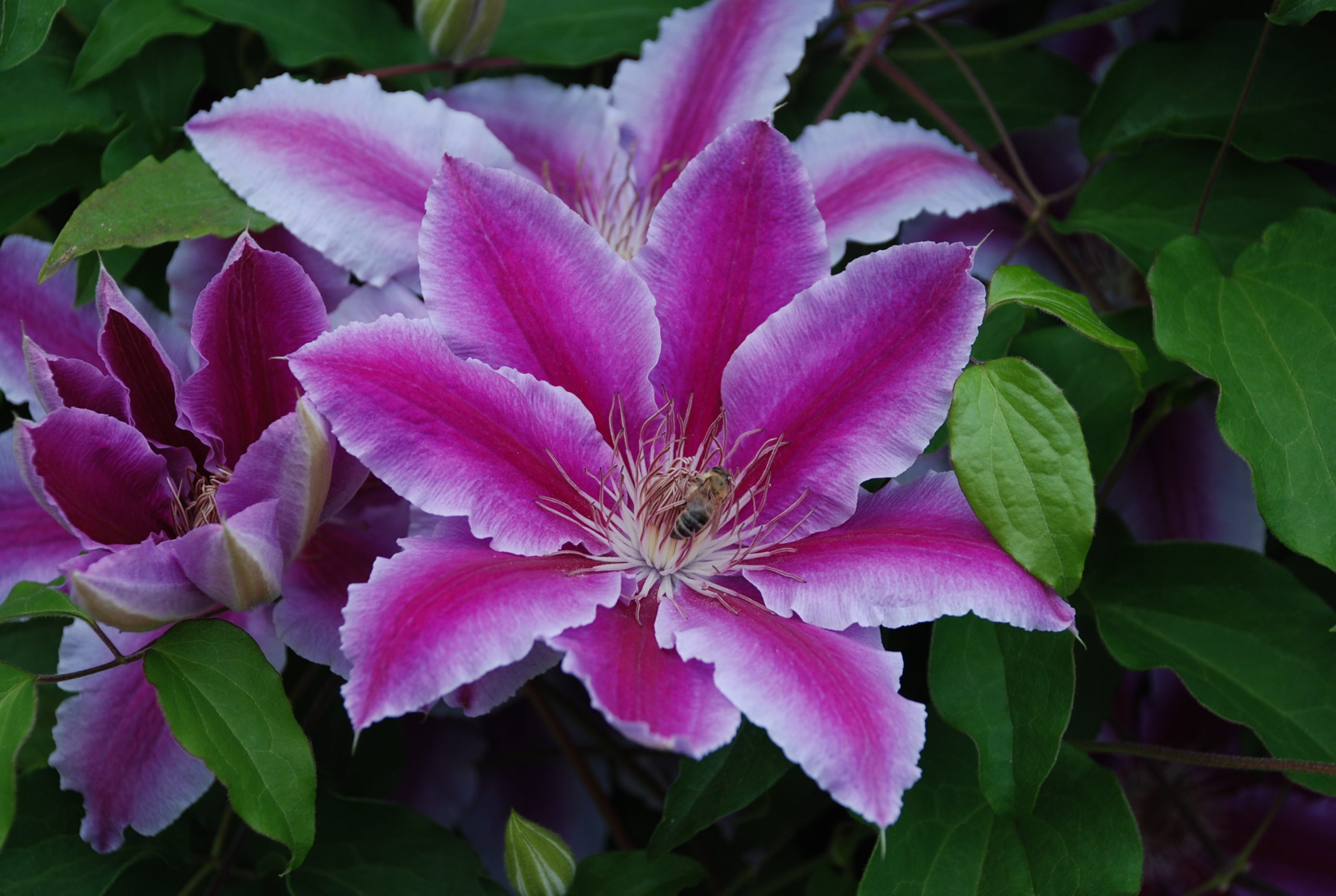 Leather flower