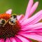 Bumblebees