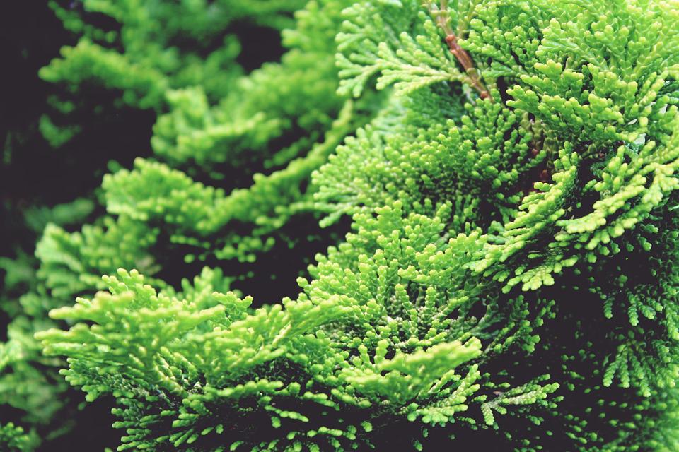 Plants