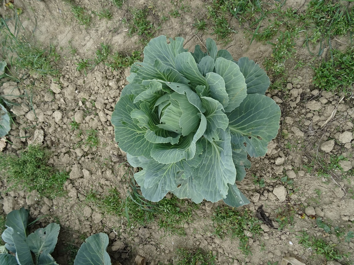 Vegetables