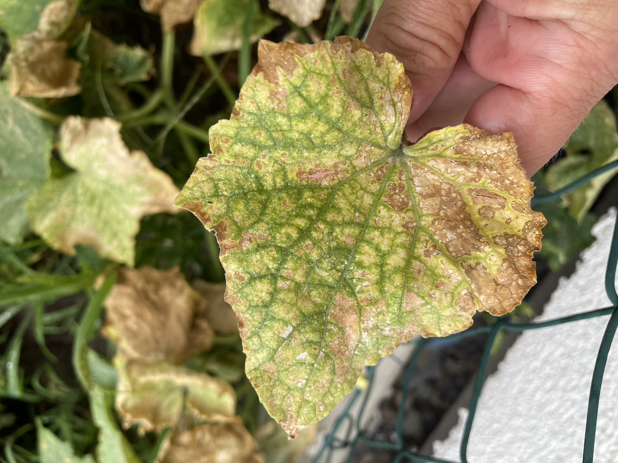 Cucumbers