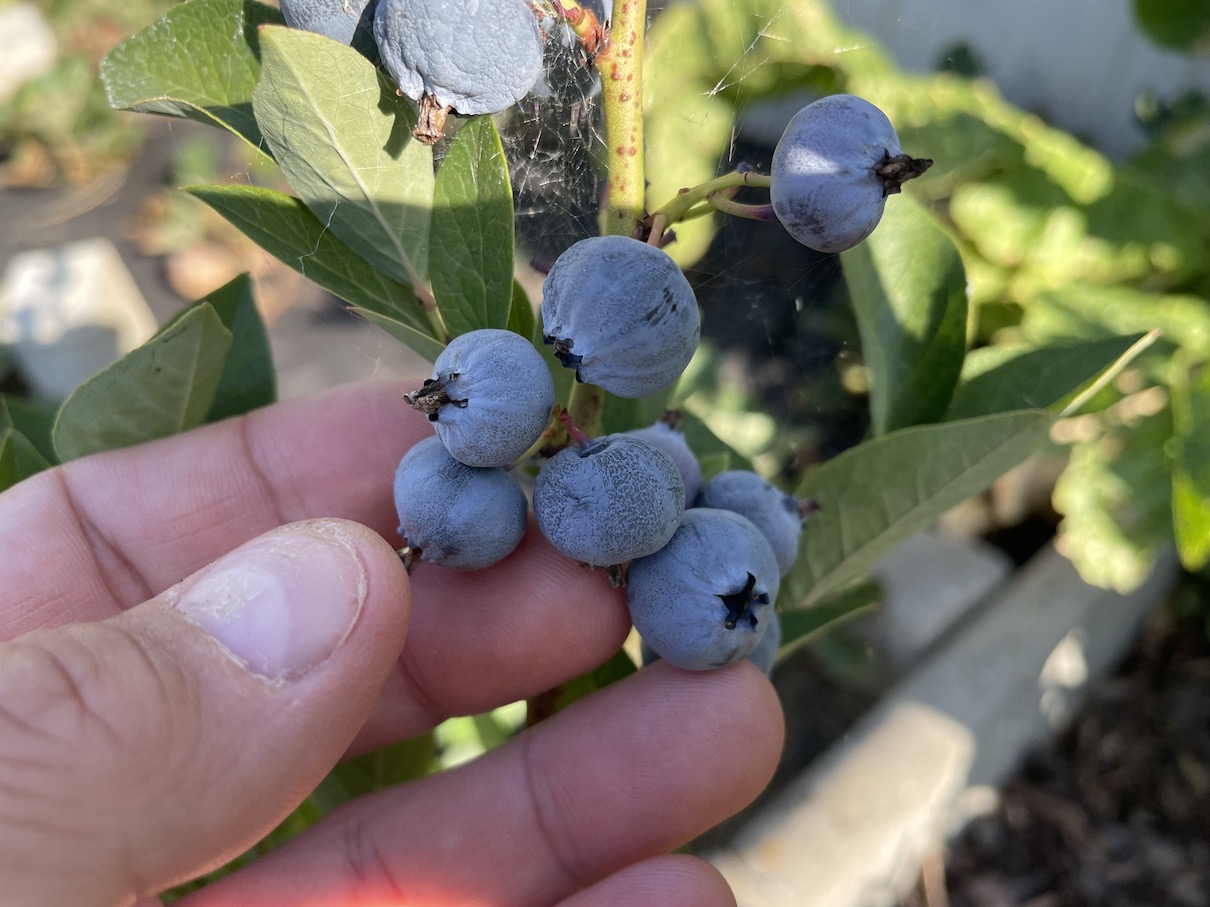 Canadian blueberries